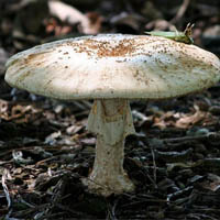 Making the Right Growth Medium Needed for Mushroom Growing