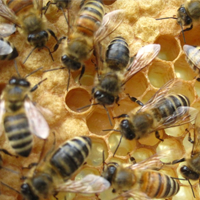 Curbside Honey Sales