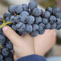 Tips for Making Wines With Grapes