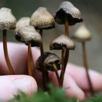 The Basics of Mushroom Growing