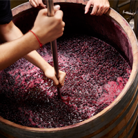 A Look at the Steps of Making Wine